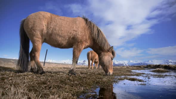 Icelandic Horses Grazing on a Mossy Pasture in the Mountains. Horse Reflection on a Frozen Rivers