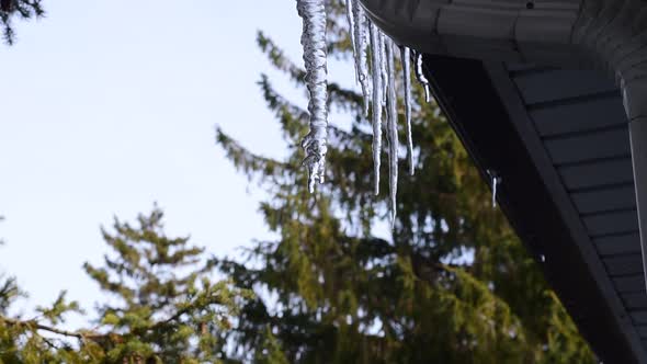 Water dripping off melting icicle under roof.