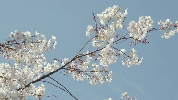 Slow motion closeup of a cherry tree branch in full bloom. Bees can be seen flying around.