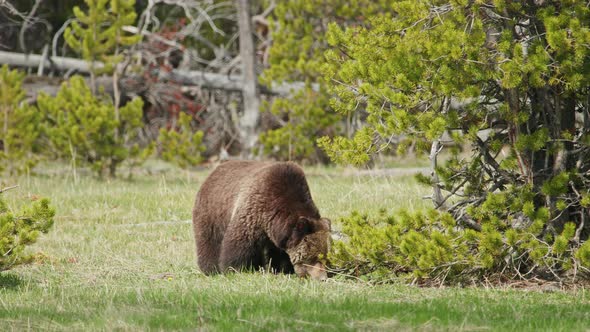 Footage Wildlife on Sunny Summer Day Huge Brown Grizzly Bear Searching Food