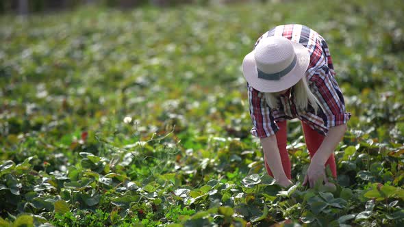 Woman Farmer Picks Strawberries and Puts Them in Wooden Box on Strawberry Field