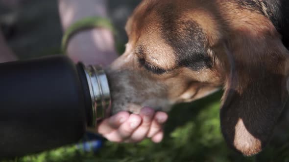 Beagle dog drinking from womans hand and bottle during walk on trail slowmo