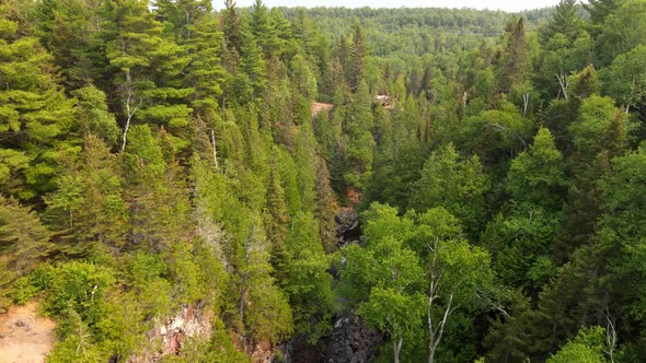 fly over a wonderful and healthy forest in North Shore area