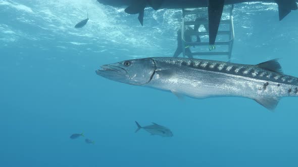 A large Barracuda swims curiously below  a scuba diving boat while divers climb out of the water usi