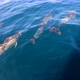 Dolphins Swimming With Sailboat - VideoHive Item for Sale
