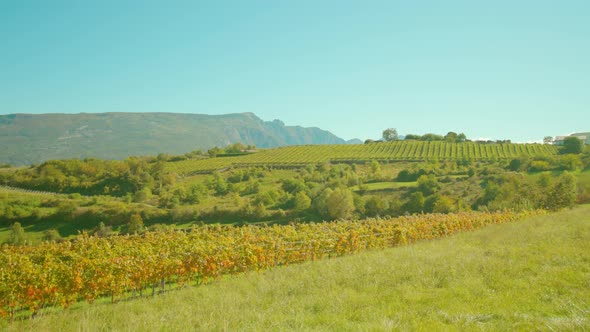 Rows of Grapevines Grow on Vineyard in Countryside in Autumn