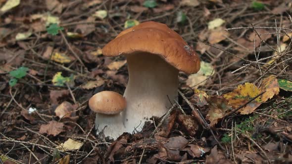 Porcini Mushrooms in the Forest