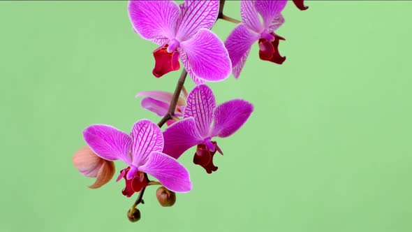 Orchid flower. Phalaenopsis pulcherrima. Pink orchid  branch