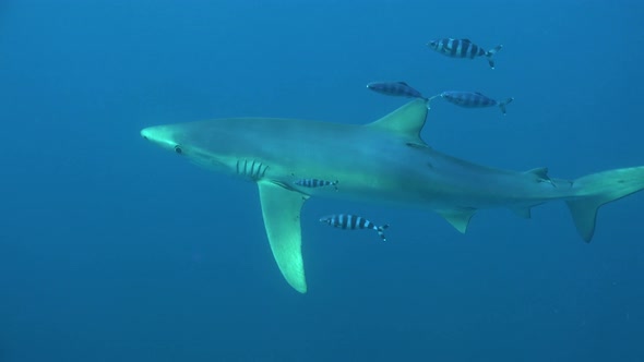 Blue shark passing in front of the camera accompanied by pilot fishes, boat on the surface in the ba