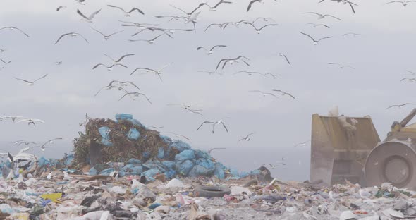 Birds flying over vehicles clearing rubbish piled on a landfill full of trash