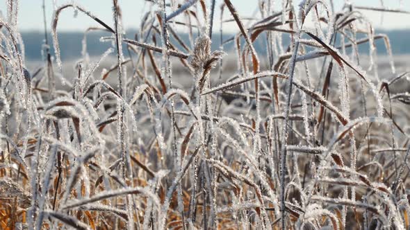 Dry Grass in Hoarfrost in Sunny Weather