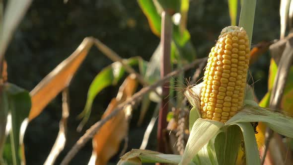 ripe corn in September in the field