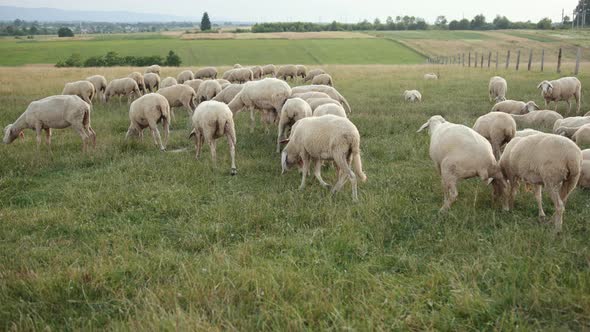 Texel is Breed of Sheep