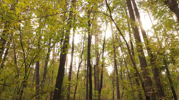 Trees in the Forest on an Autumn Day