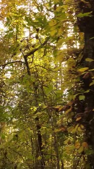 Vertical Video Forest with Trees in the Fall