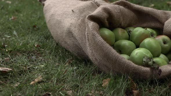 Sack of ripe green apples in a sack medium panning shot