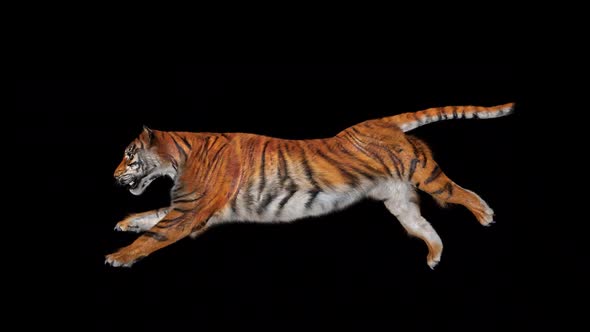 Tiger run sideview 2 ( alpha )