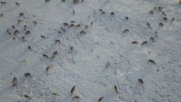 Aerial Drone Footage of Caribou Grazing on the Tundra in Arctic Alaska During Winter