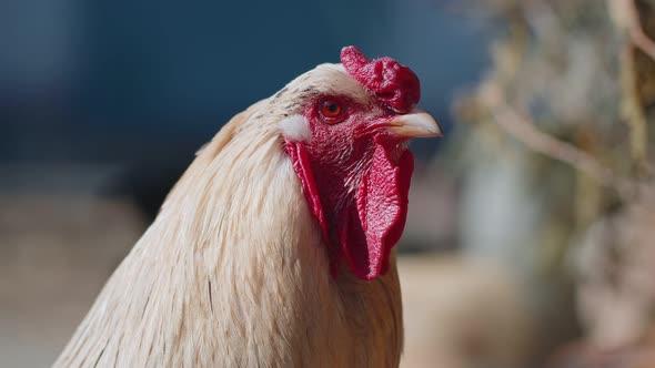 Freerange One White Domestic Rooster Chicken on a Small Rural Eco Farm Hen Looking at Camera