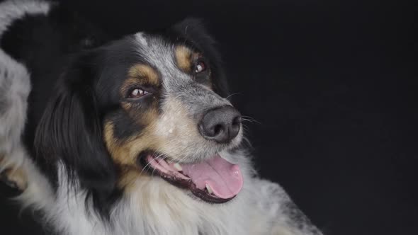 Mixed breed dog with tongue out looking at camera