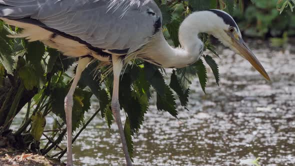 a close-up of a great blue heron hunting a fish pond