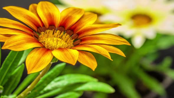 Gazania Flower Blossoming 3