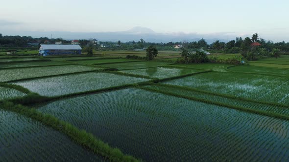 Flight Over Rice Terraces in the Evening