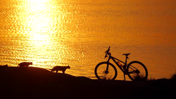 Bike and three cats near the river at sunset. Cats running near the sports bike on orange water