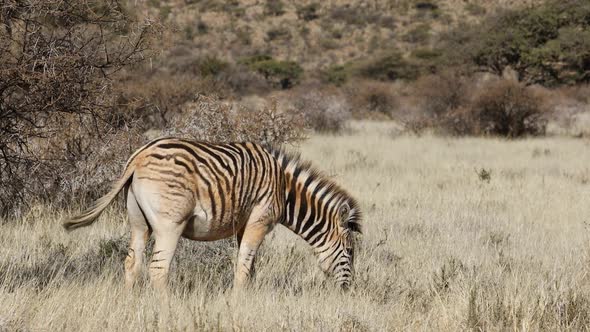 Plains Zebra Grazing In Grassland