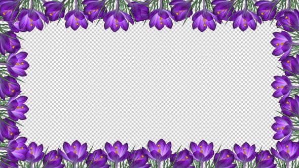 Blue Crocus Flowers - Screen Frame In and Out - Alpha Channel alt