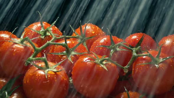 Tomatoes On The Vine Get Washed In Water Spray