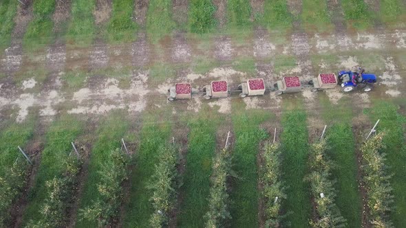 Driver of Tractor is Transporting Five Trailers with Apples 