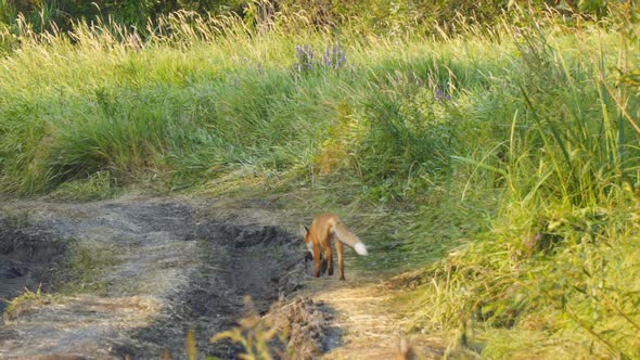 A Fox with Prey in Its Mouth Walks Along Dirt Road and Hides in the Grass
