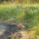 A Fox with Prey in Its Mouth Walks Along Dirt Road and Hides in the Grass - VideoHive Item for Sale