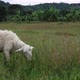 Sheep Eating Green Grass On The Meadow - VideoHive Item for Sale