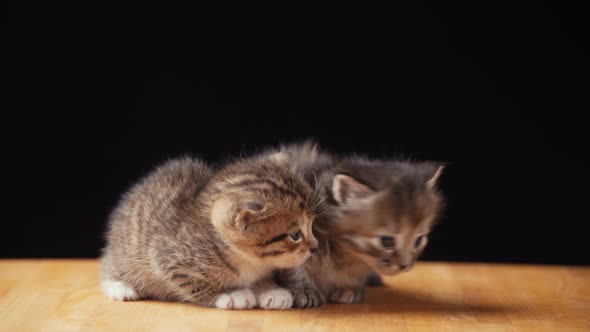 Footage Fluffy Kitten Sits on the Floor