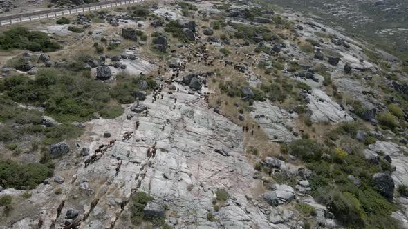 A drone flies over a line of goats on a rocky  mountain path