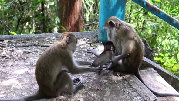 Monkey family playing on temple's stairs