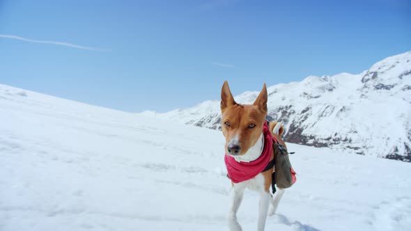 Cute Adorable Brown Puppy Runs in Snow Wit Harness