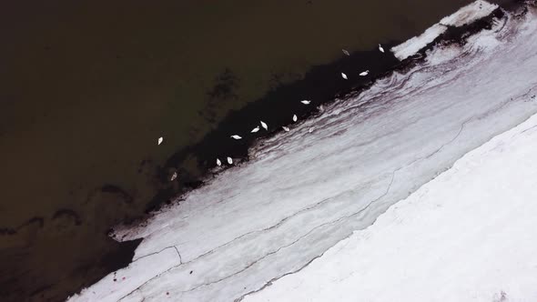 snow-covered seashore with a flock of white swans. Aerial view and descent.