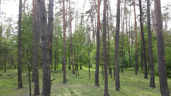 Summer Forest with Pine Trees Slow Motion