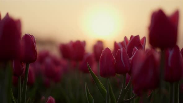 View of Beautiful Sunrise in Flower Garden