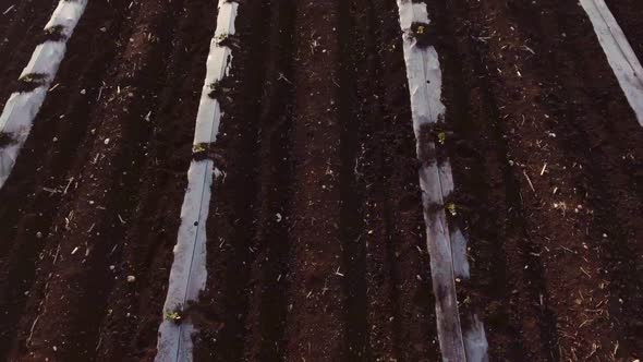 Aerial footage of farm workers working in a field with tractors