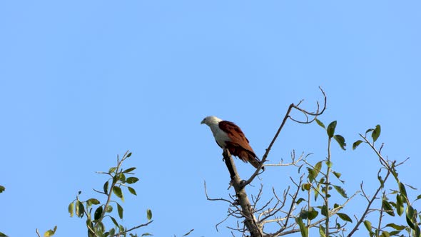 Brahminy kite on a tree