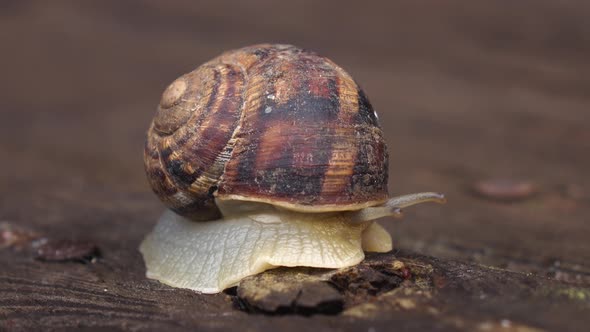 Garden Snail Crawling on a Wooden Surface. Close Up