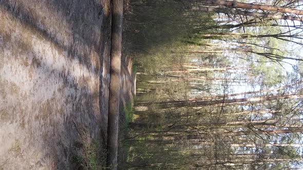 Vertical Video of a Road in the Forest Slow Motion