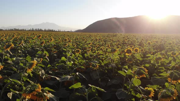 Growing Sunflowers in a Farmer's Field