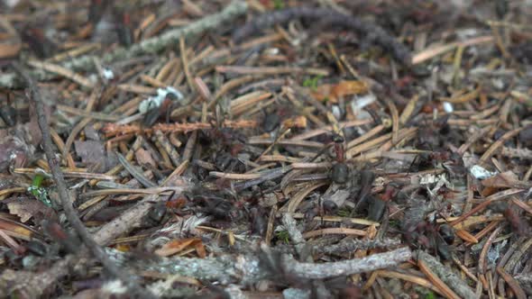 A Close Up Detailed View of Ants in an Ant Hill, That Frantically Run Around.