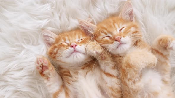 Cute Ginger Kittens Sleeping on a Fur White Blanket