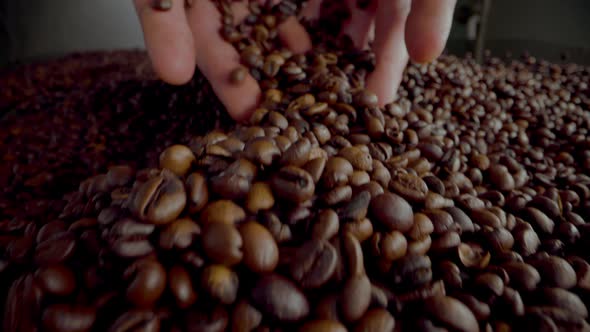 Hands Pour Coffee Beans on Heap Fresh Harvest Close Up